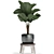 Exotic Licuala Palm Collection 3D model small image 2