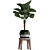 Exotic Licuala Palm Collection 3D model small image 3