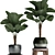 Exotic Licuala Palm Collection 3D model small image 4