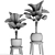 Exotic Licuala Palm Collection 3D model small image 5