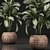 Exotic Plant Collection: Dieffenbachia Spotting 3D model small image 2