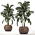 Exotic Plant Collection: Dieffenbachia Spotting 3D model small image 3