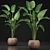 Exotic Houseplant Collection 3D model small image 1