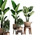 Exotic Indoor Plant Collection 3D model small image 1