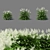 Aruncus Dioicus Flowers - Stunning and Lifelike 3D model small image 4