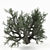 Lifelike Olive Tree Decor 3D model small image 1