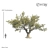 Mediterranean Olive Tree - Evergreen Beauty 3D model small image 1