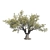 Mediterranean Olive Tree - Evergreen Beauty 3D model small image 3