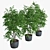 Triple Ficus Benjamin in Pots 3D model small image 2