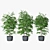 Triple Ficus Benjamin in Pots 3D model small image 3