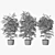 Triple Ficus Benjamin in Pots 3D model small image 4