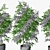 Triple Ficus Benjamin in Pots 3D model small image 5