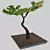 Flowering Bonsai in Pot 3D model small image 1