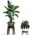 Exotic Houseplant Collection 3D model small image 2