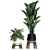 Exotic Indoor Plant Collection 3D model small image 3