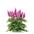 Japanese Astilbe Collection | Astilba Japonica 3D model small image 2