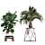 Exotic Plant Collection: Banana Palm, Ravenala, Strelitzia 3D model small image 2