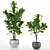 Twin Lyrata Ficus 3D model small image 1