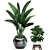 Exotic Indoor Plant Collection 3D model small image 4