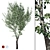 Realistic Populus Alba Tree Model 3D model small image 1