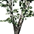 Realistic Populus Alba Tree Model 3D model small image 2