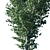 Realistic Populus Alba Tree Model 3D model small image 3