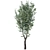 Realistic Populus Alba Tree Model 3D model small image 4