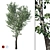 Realistic Populus Alba Tree Model 3D model small image 6