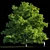 Manchurian Walnut: Exquisite and Hardy 3D model small image 2
