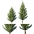 Pine Tree: Realistic 3D Model 3D model small image 1