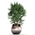 Exotic Houseplant Collection 3D model small image 2