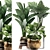 Exotic Houseplant Collection 3D model small image 1