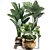 Exotic Houseplant Collection 3D model small image 2