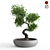 Exquisite Benjamin Bonsai Tree 3D model small image 1