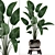 Exotic Houseplant Collection: Banana Palm, Ravenala & Strelitzia 3D model small image 1