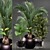 Exotic Plant Collection 3D model small image 1