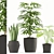 Tropical Plant Trio: Rhapis Palm, Alocasia & Sansevieria Zeylanica 3D model small image 1