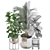 Tropical Plant Collection: Ficus Lyrata, Howea Forsteriana, Kentia, Luxury Indoor Palms 3D model small image 4