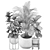 Tropical Plant Collection: Ficus Lyrata, Howea Forsteriana, Kentia, Luxury Indoor Palms 3D model small image 5