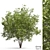 Elegant Ash Tree - Natural Beauty 3D model small image 1