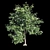 Exotic Evergreen Murraya Tree 3D model small image 1