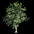 Exotic Evergreen Murraya Tree 3D model small image 2