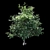 Exotic Evergreen Murraya Tree 3D model small image 3