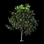 Exotic Evergreen Murraya Tree 3D model small image 4