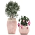 Exotic Plant Collection in Pink Baskets 3D model small image 3