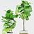 Stunning Ficus Lyrata: Ceramic Pot 3D model small image 3