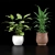 Indoor Plant Collection Set 3D model small image 1