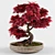 Miniature Japanese Maple Bonsai Tree 3D model small image 1