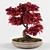 Miniature Japanese Maple Bonsai Tree 3D model small image 2