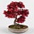 Miniature Japanese Maple Bonsai Tree 3D model small image 3